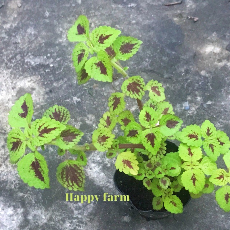 Cây lá gấm đồng tiền