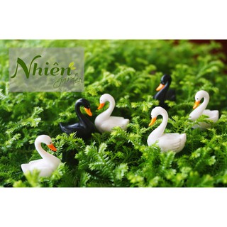 [HÌNH THẬT] THIÊN NGA NHỎ - Phụ kiện Terrarium Đà Lạt