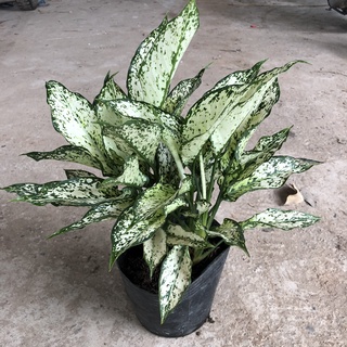 Cây ngọc ngân phong thủy, chiều cao 20cm lá xanh đẹp sức sống tốt dễ chăm sóc thích hợp trang trí nội thất sân vườn