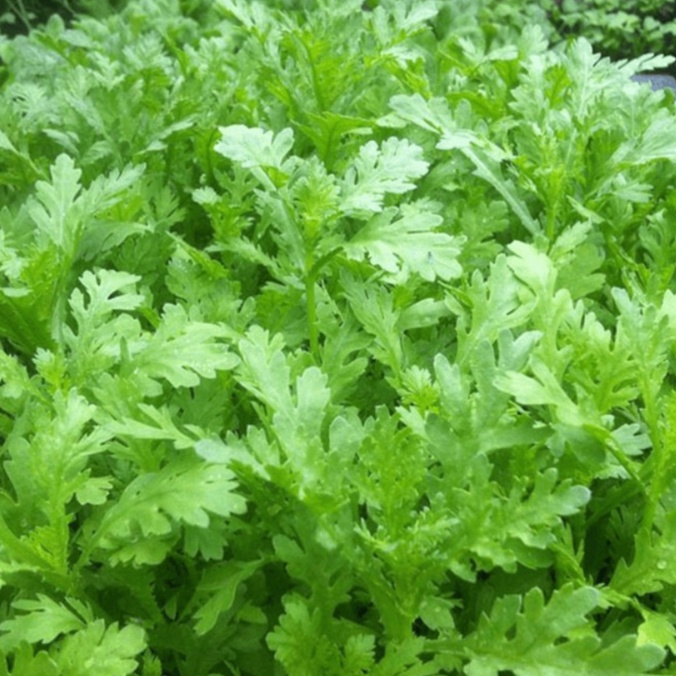 Hạt Giống Rau Tần Ô  Chịu Nhiệt, Năng Suất Cao 20gr