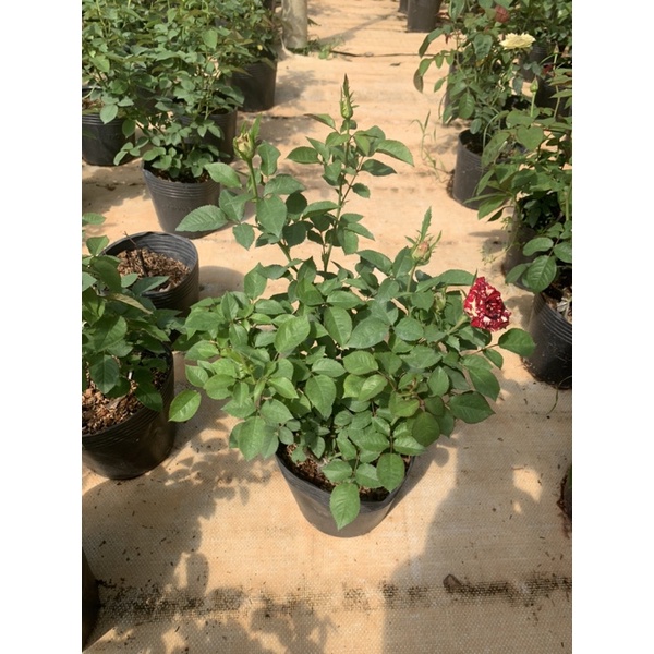 Hoa hồng bụi Abracadabra - cây nguyên chậu