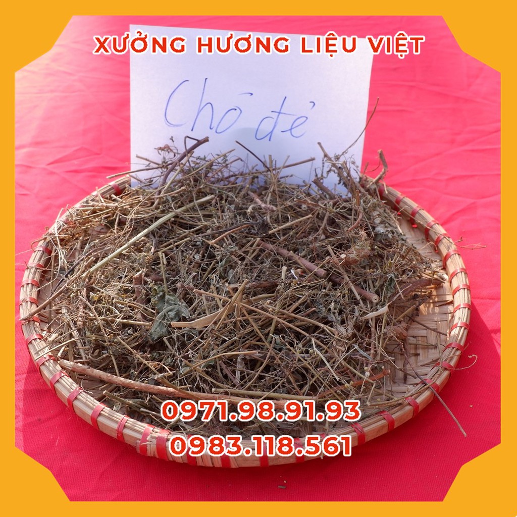 [RẺ VÔ ĐỊCH] 1KG DIỆP HẠ CHÂU CHÓ ĐẺ XAO KHÔ ĐUN NƯỚC UỐNG TỐT TÚI 1KG