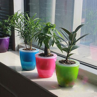 Chậu hoa tự tưới