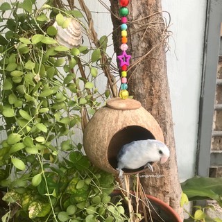 Tổ ngủ gáo dừa cho Vẹt