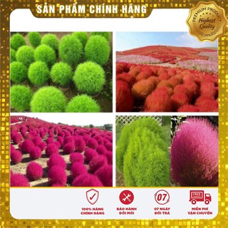 Hạt Giống Cỏ Đổi Màu Nhật Bản 50 hạt