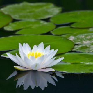 CỦ HOA SÚNG THÁI 1 CỦ