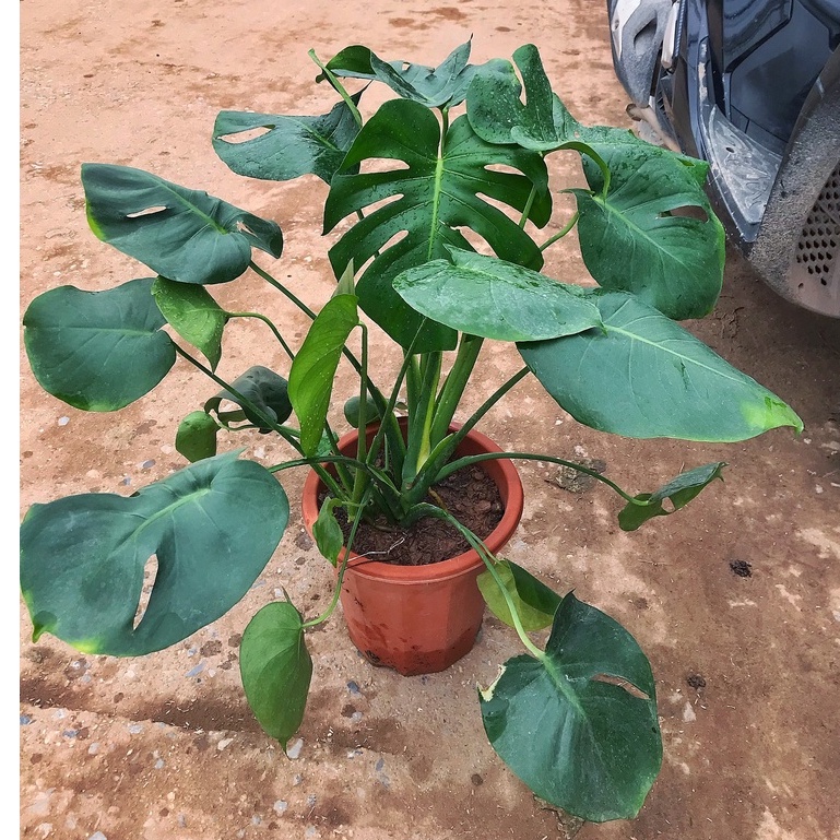 Cây trầu bà Nam Mỹ lá xẻ, trầu bà monstera   cao 45cm lá xanh bóng, trang trí nội thất