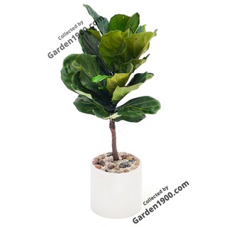 Cây bàng singapore size nhỡ - Cây nội thất trang trí phòng