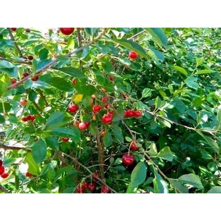 CÂY GIỐNG CHERRY ( TRỒNG CHẬU ĐƯỢC - HỢP KHÍ HẬU 3 MIỀN)