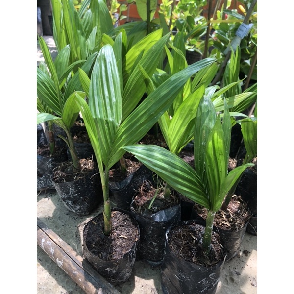 Cây giống cau ta