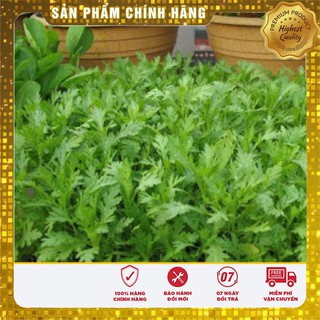 Bộ gói hạt giống Cải cúc Nếp