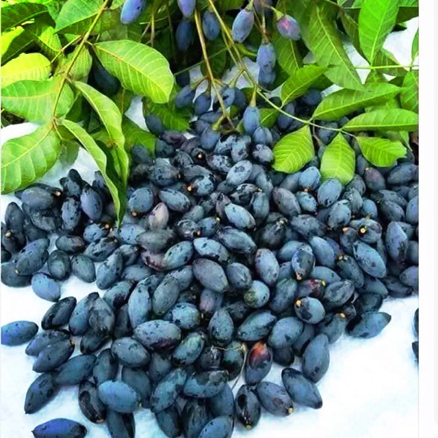 cây giống trám đen siêu quả