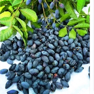 cây giống trám đen siêu quả