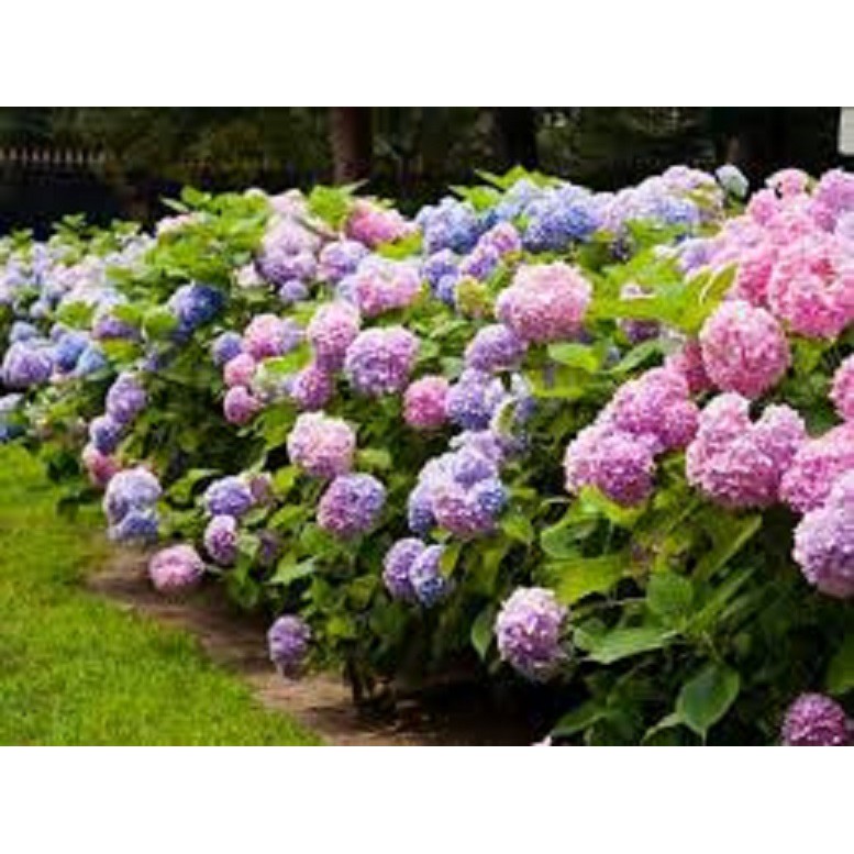 Bầu cây giống hoa cẩm tú cầu nhiệt đới đổi màu-cây giống