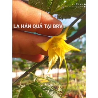 cây giống La Hán Quả
