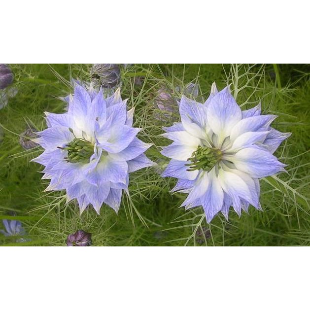 Hạt giống hoa Kim cương Nigella F1 Nga - bảo thạch ba tư