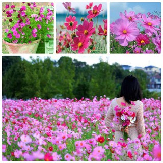 Hạt giống hoa cúc sao nháy nhiều màu - 200 hạt