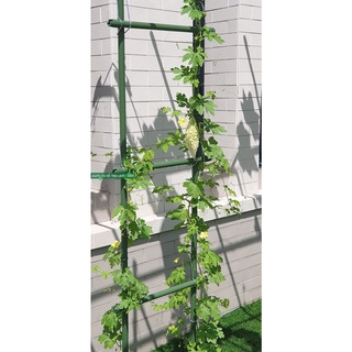 Giàn leo cho cây ban công rộng 50cm cao 210 cm ống thép bọc nhựa phi 16