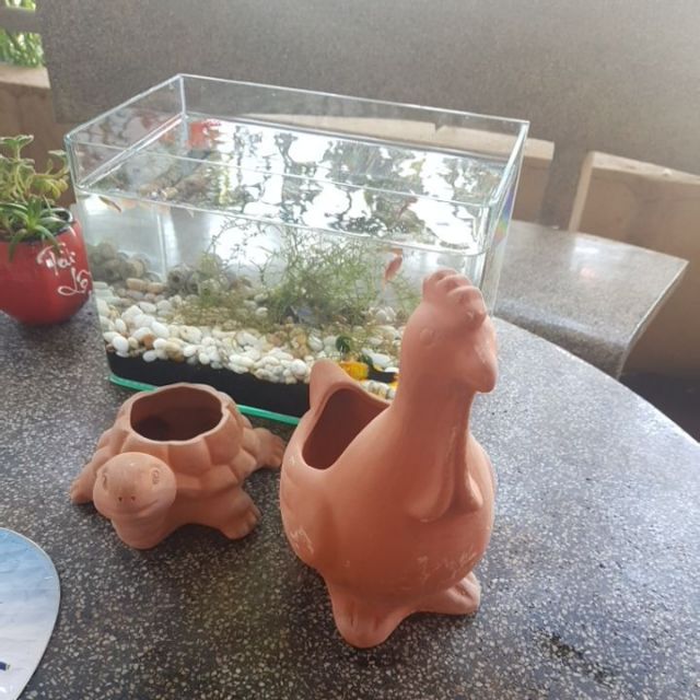 Combo chậu đất rùa, gà