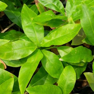 Mai con giống giảo zin ( mai giảo thủ đức)