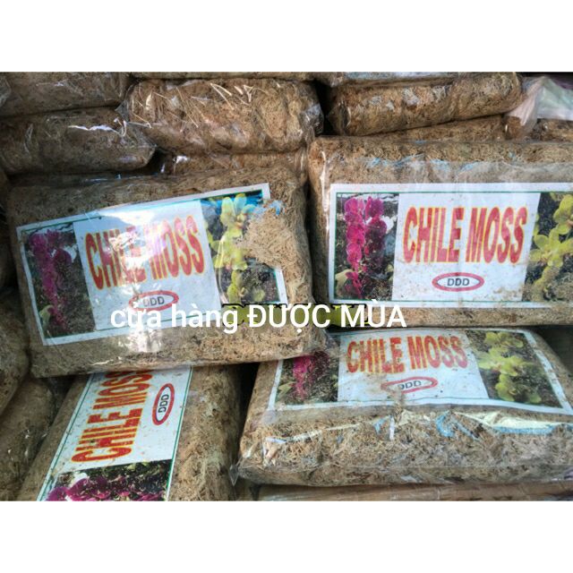 dớn mềm trồng lan - dớn CHILE MOSS- gói 100gr
