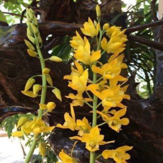 CỦ ĐỊA LAN LUÂN CÓ 4 MÀU HÀNG RỪNG