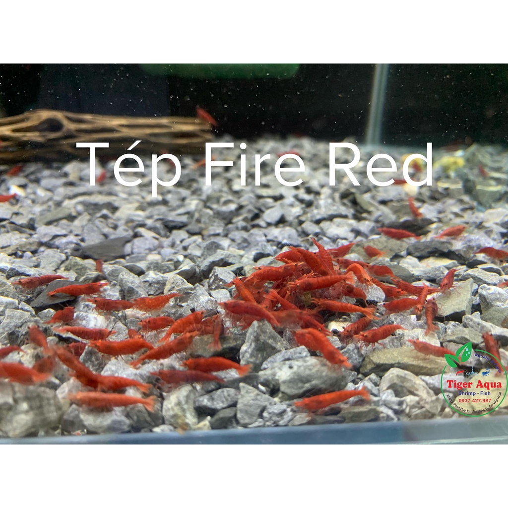 Tép Thủy Sinh FireRed ( HỎA TỐC HCM )