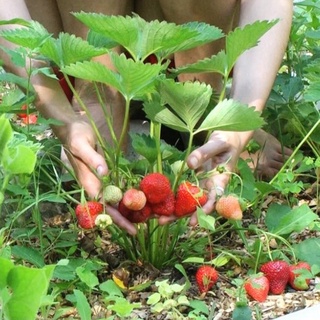 Hạt Giống Dâu Tây Đỏ