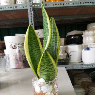 Lưỡi hổ Thái trồng thủy sinh
