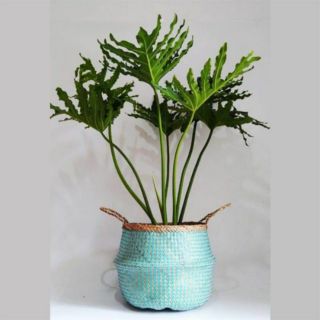 Chậu cói phun sơn/giỏ cói đựng đồ phun sơn