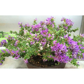 Cây Linh Sam Lớn