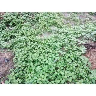 Hạt giống Rau dền cơm (Gói 10gram)
