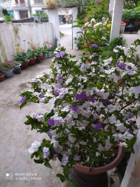 Cây giống nhai nhật