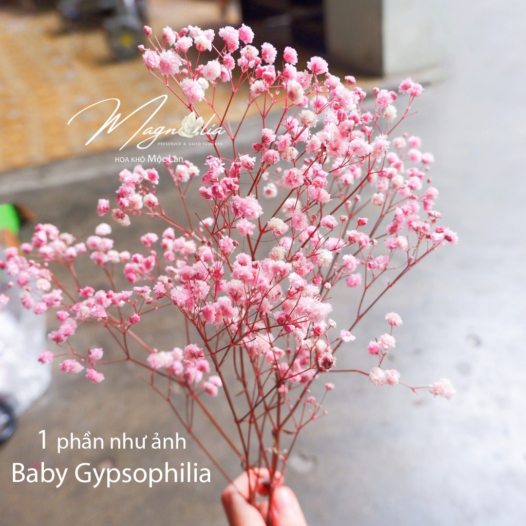 Hoa baby ướp ❤️FREESHIP❤️ Gypsophila hoa khô trang trí phòng ngủ, làm đồ handmade