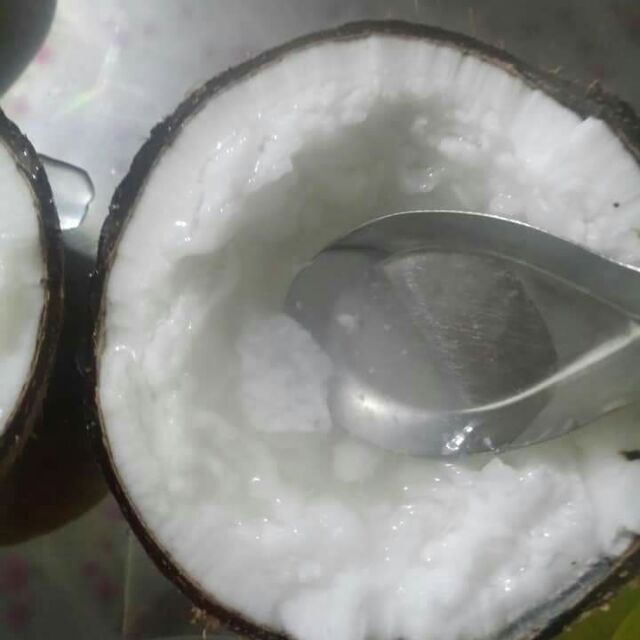 Dừa sáp Cầu kè Trà Vinh