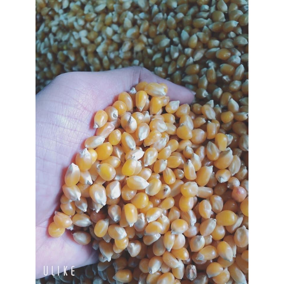 1 KG BẮP MỸ RANG BƠ