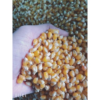 1 KG BẮP MỸ RANG BƠ