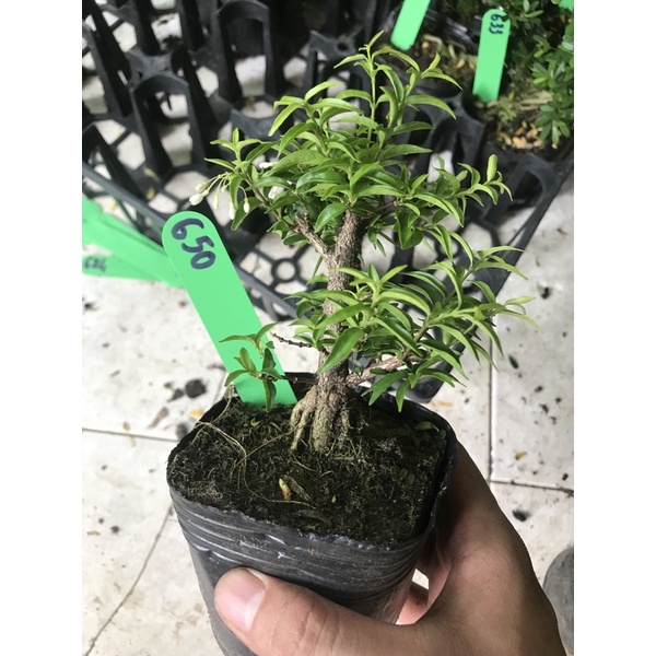 Mai chiếu thuỷ bonsai mini