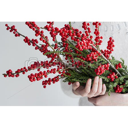 [Mã LIFEHL02 hoàn 10% xu đơn 50K] Hạt Giống Hoa Đông Đào Đỏ - Chưng Tết ĐẾN MÙA TRỒNG TẾT