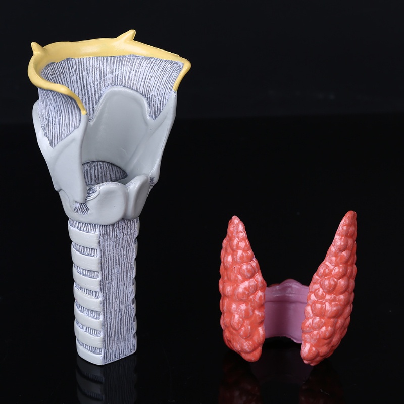 Mô Hình Thyroid Gland Giải Phẫu Hệ Thống Giảng Dạy Con Người