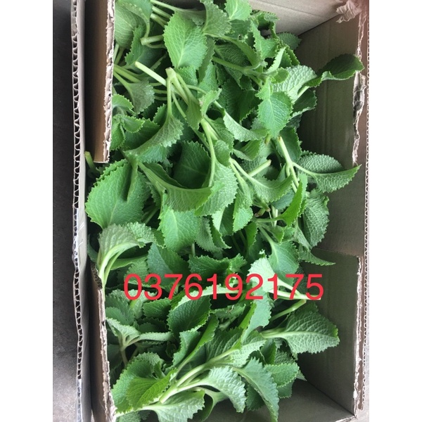 Lá húng chanh tươi