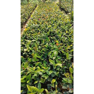 2 Cây hải đường giống