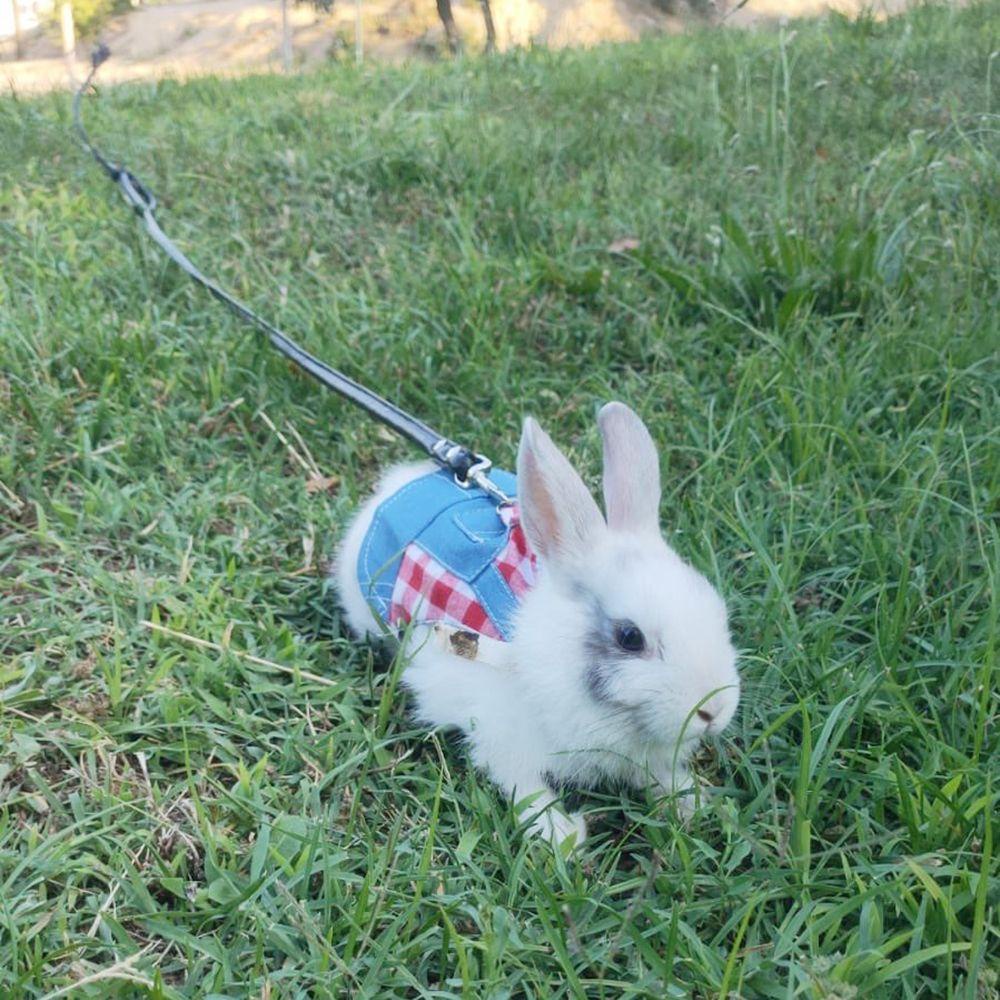 Áo Khoác Denim Nhẹ Thời Trang Dành Cho Chuột Hamster / Thỏ Danielo