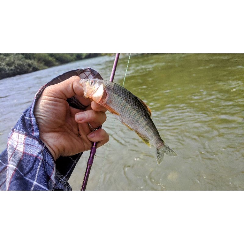 MỒI FLY BỌ câu cá mương sông suối