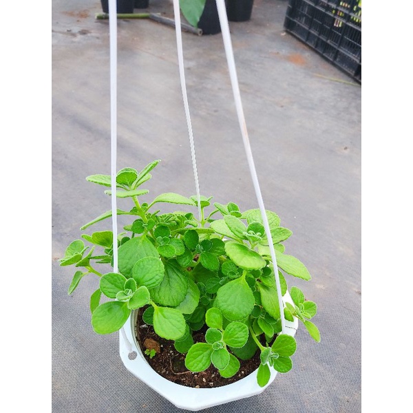 Chậu cứng Nhất mạt hương