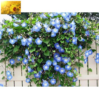 Hạt Giống Hoa Bìm Bìm Mix Nhiều Màu (30 Hạt) - MUA 3 TẶNG 1 CÙNG LOẠI