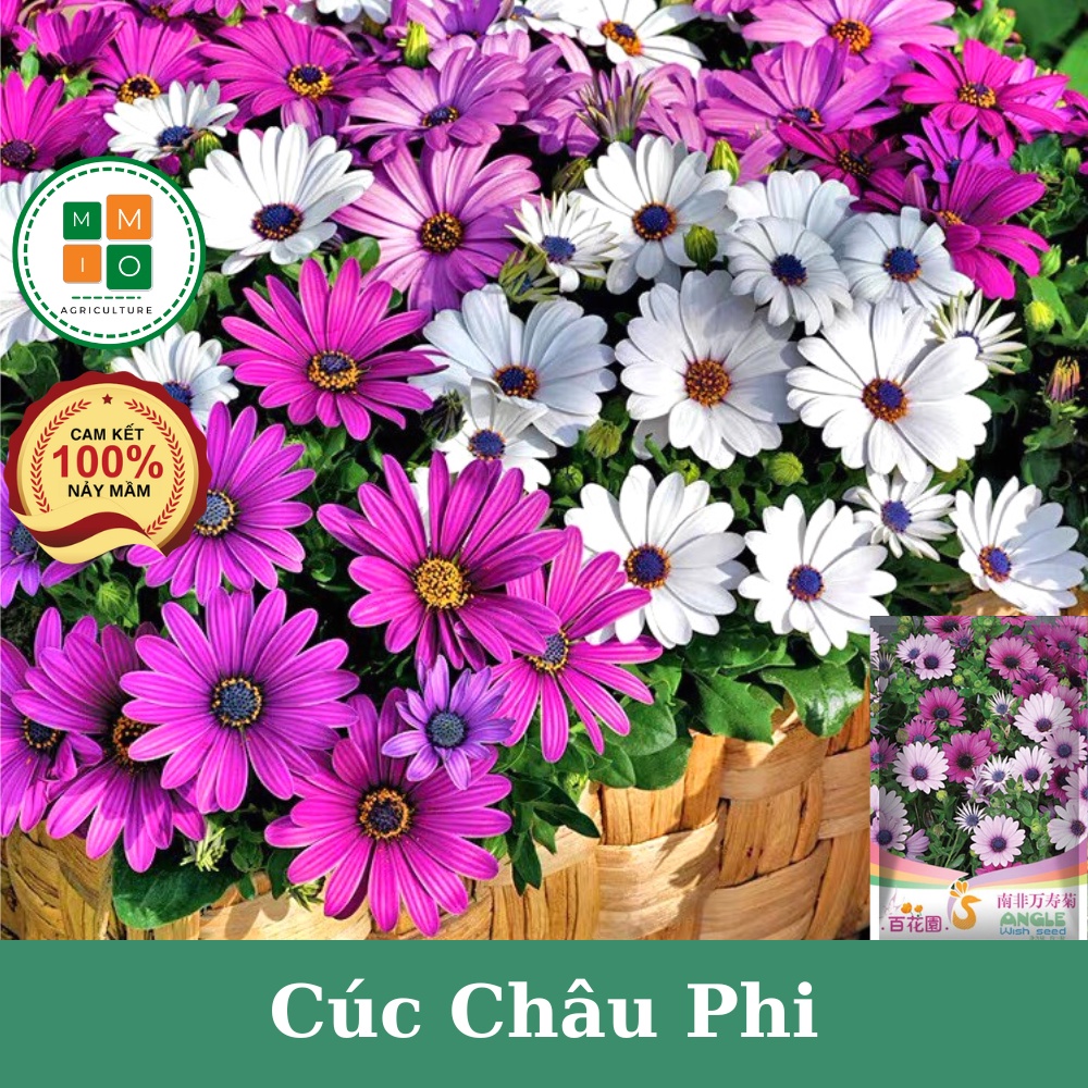 Hạt giống hoa cúc Châu Phi mix màu siêu đẹp - Dễ trồng, hoa nở bốn mùa