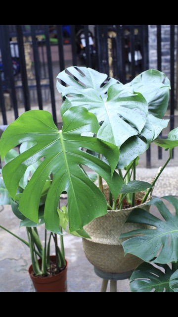 Trầu bà lá xẻ Nam Mỹ- MONSTERA- Quái vật rừng xanh