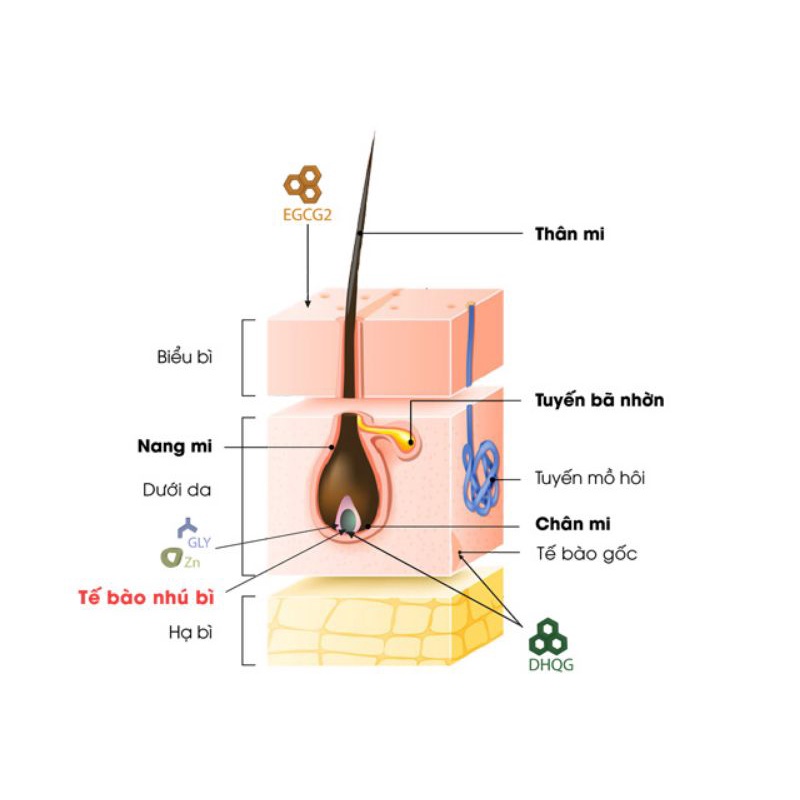 DHQG dài mi mọc tóc 10gr