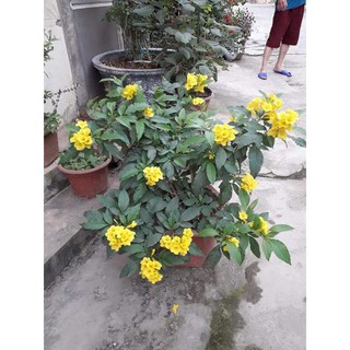 CÂY CHUÔNG VÀNG LƠN